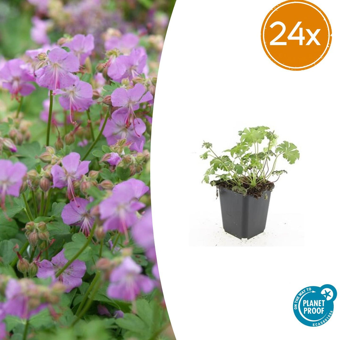 24x Geranium cantabrigiense ‘Cambridge’ – Duftender Bodendecker für sonnige &amp; halbschattige Lagen – Höhe 10–25 cm – Ø 9 cm