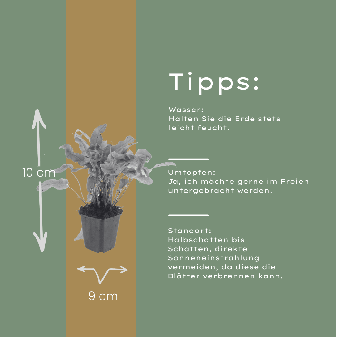 Sechs Everspring Hirschzungenfarn Pflanzen mit glänzenden, zungenförmigen Wedeln, ideal für schattige Gartenbereiche.