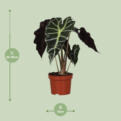 Everspring Alocasia Amazonica Polly Pflanze, Topf mit Durchmesser 12cm, Höhe ca. 30cm, grüne Blätter mit weißen Mustern