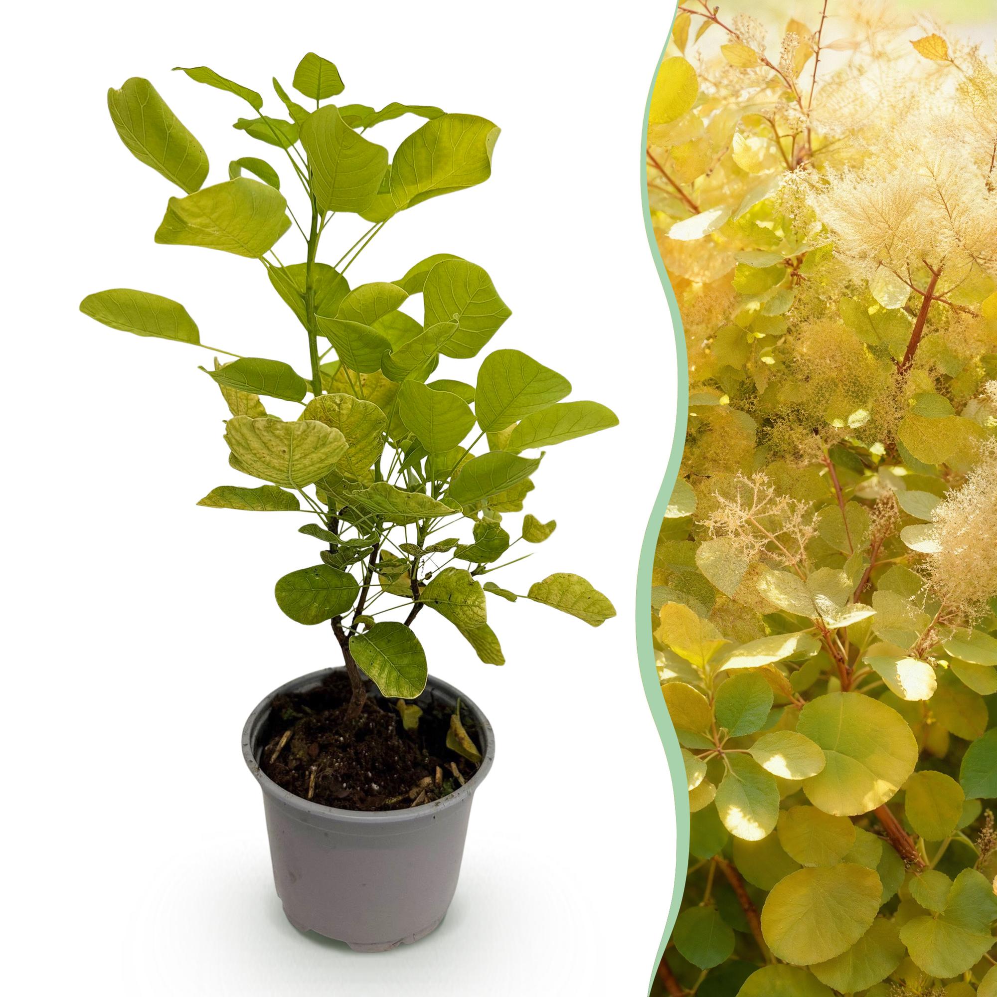 Gelber Perückenstrauch Cotinus coggygria ‘Golden Spirit’ als Pflanze, 35 cm hoch, mit gelben Blättern, von Everspring.