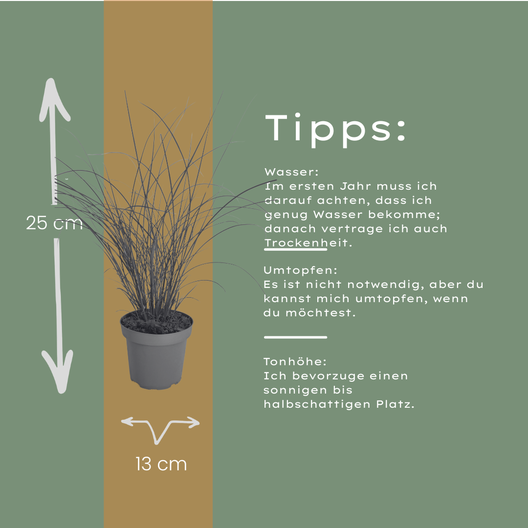 Chinaschilf Gracillimus kaufen | 3× Miscanthus, Ø 12 cm