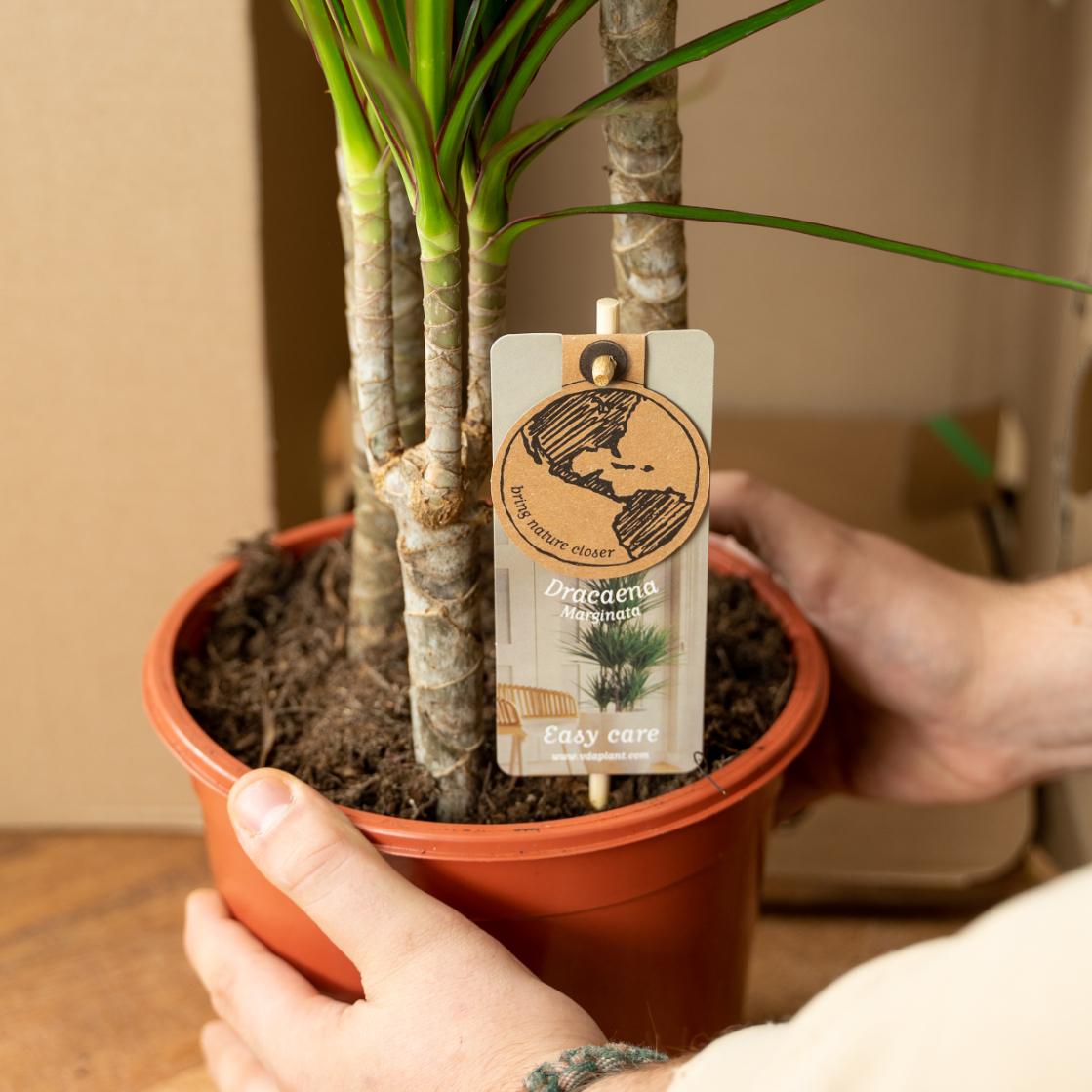 Dracaena Marginata 90 - 220 cm – Pflegeleichter Drachenbaum - Wurzelwerk Design