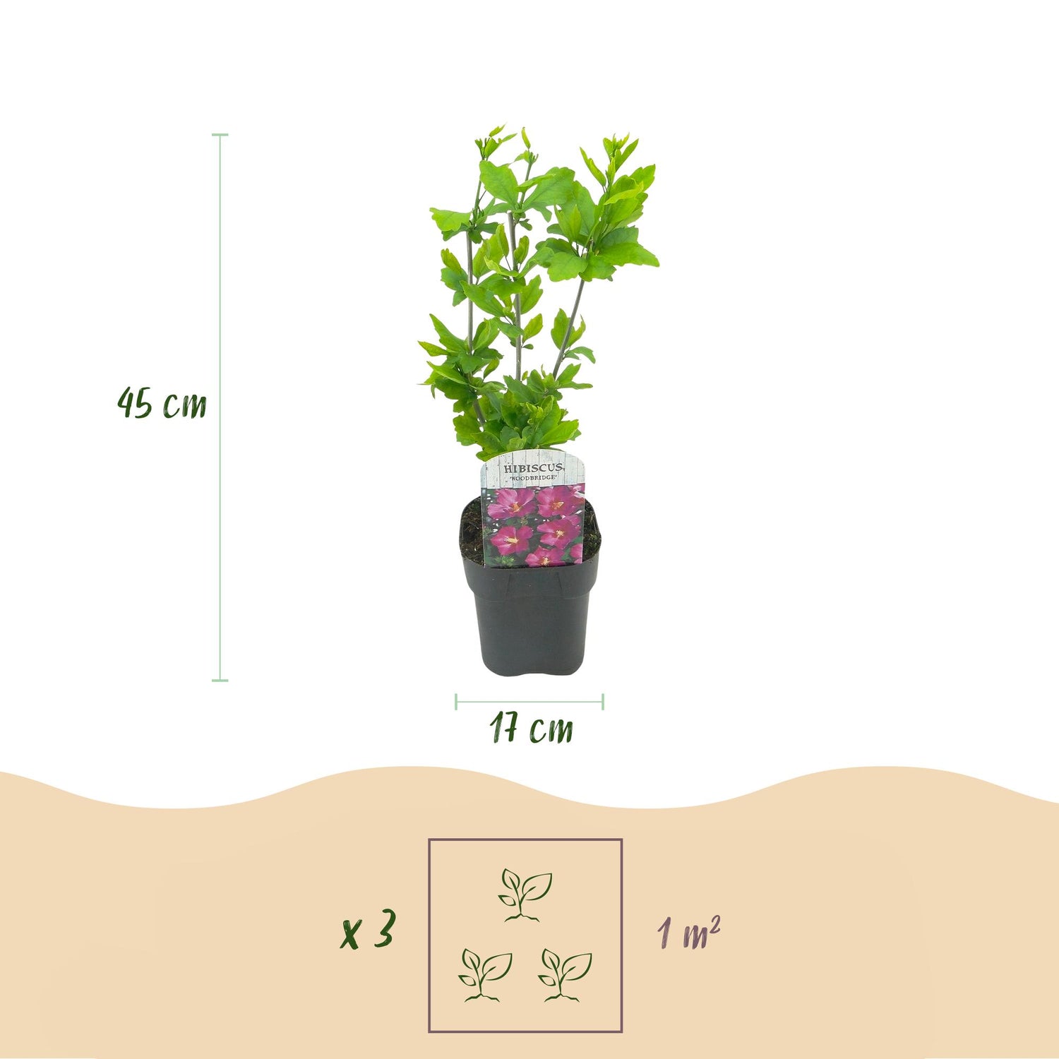 Hibiscus syriacus Woodbridge - Blüte Rosa - 1 Pflanze - Laubabwerfend - Pflegeleicht - Topf 17cm Höhe 45cm