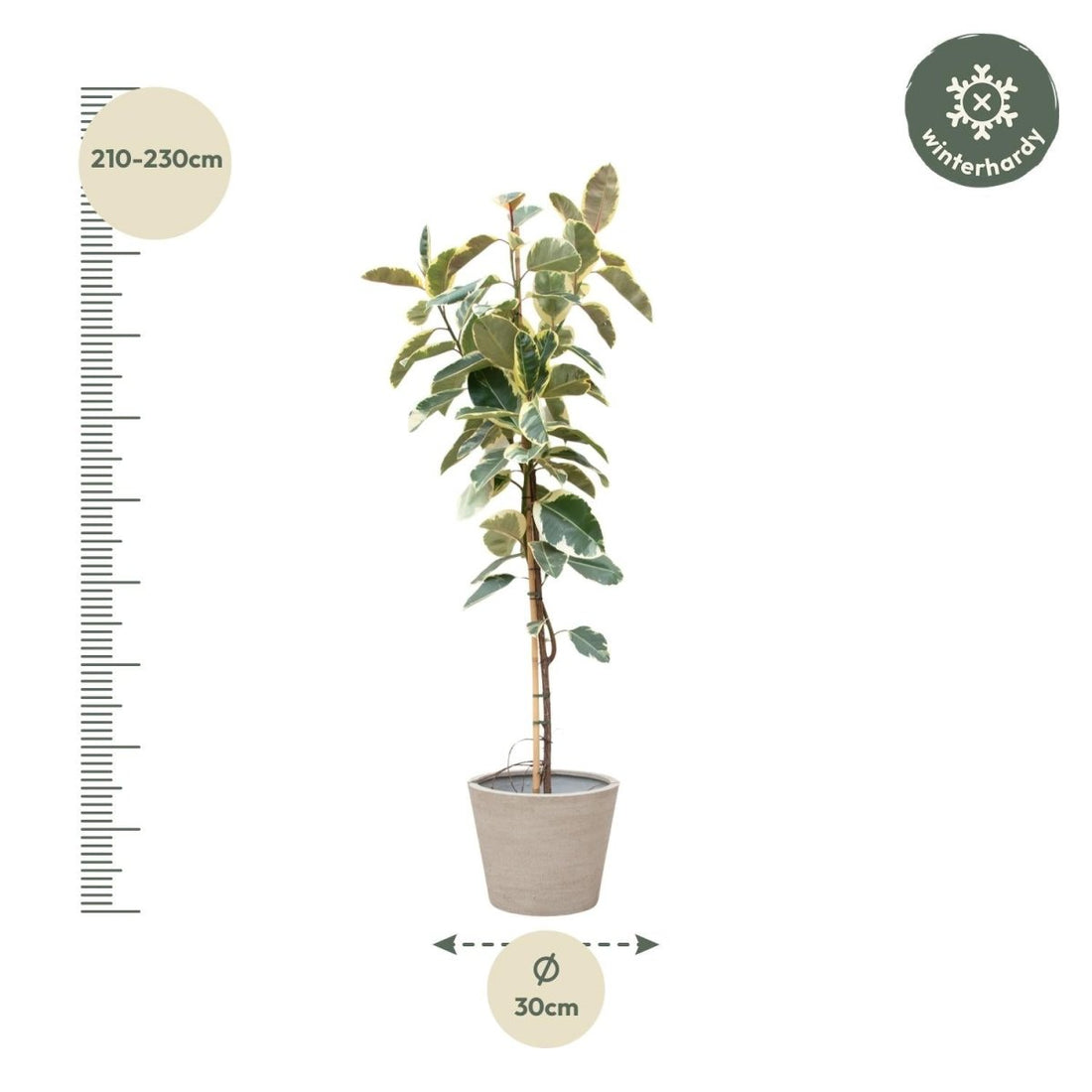 Ficus Tineke auf Stamm – Eleganter Gummibaum mit Farbspiel - Wurzelwerk Design