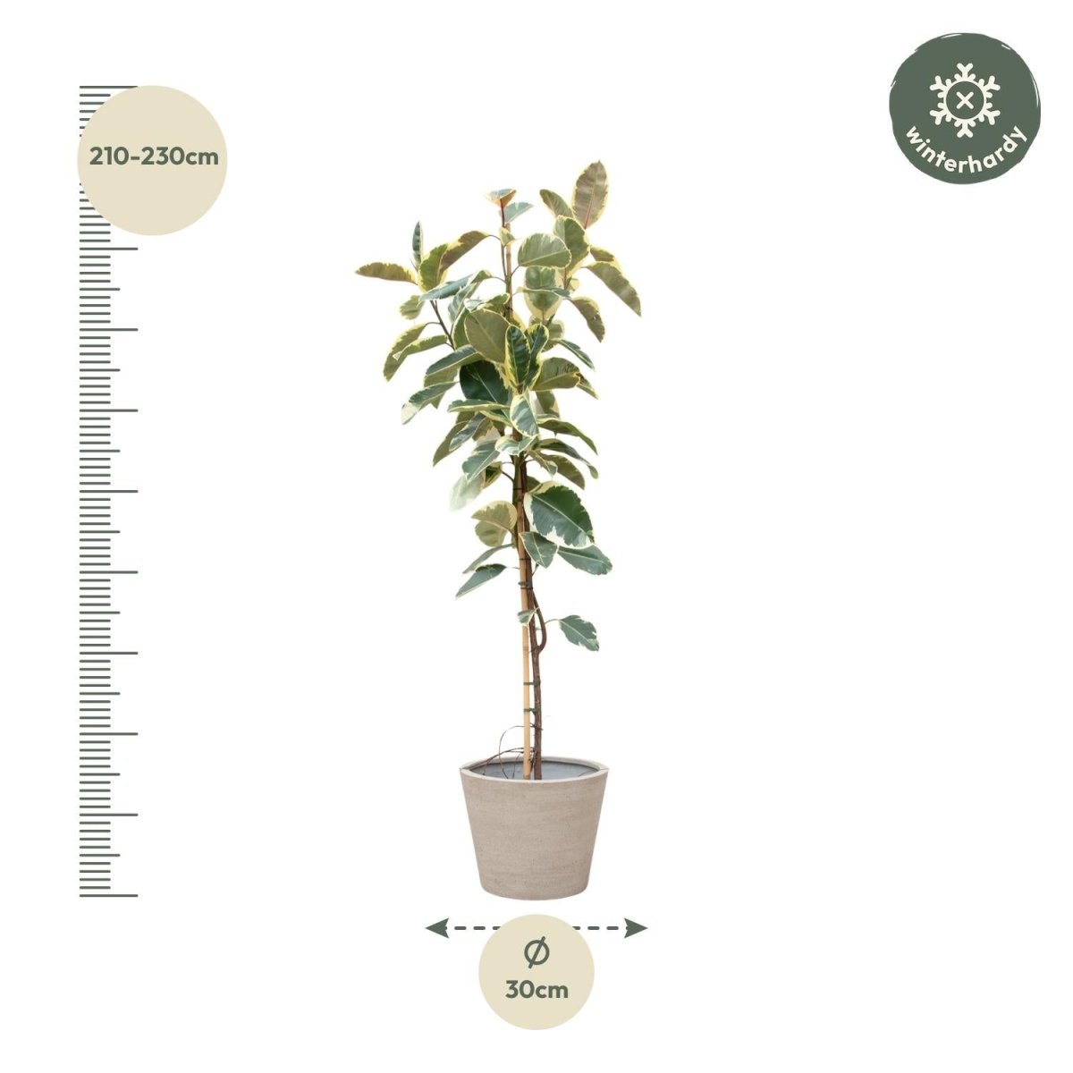 Ficus Tineke auf Stamm – Eleganter Gummibaum mit Farbspiel - Wurzelwerk Design