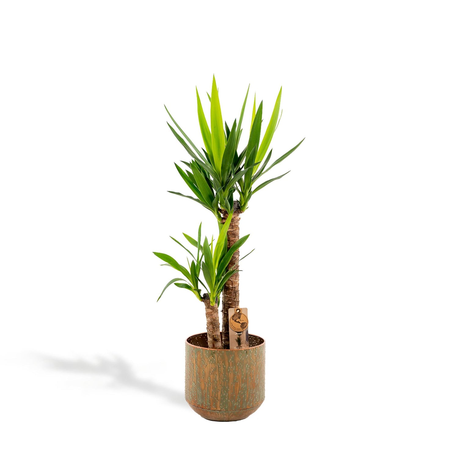 Yucca mit Übertopf kaufen | ca. 100 cm, Ø 21 cm