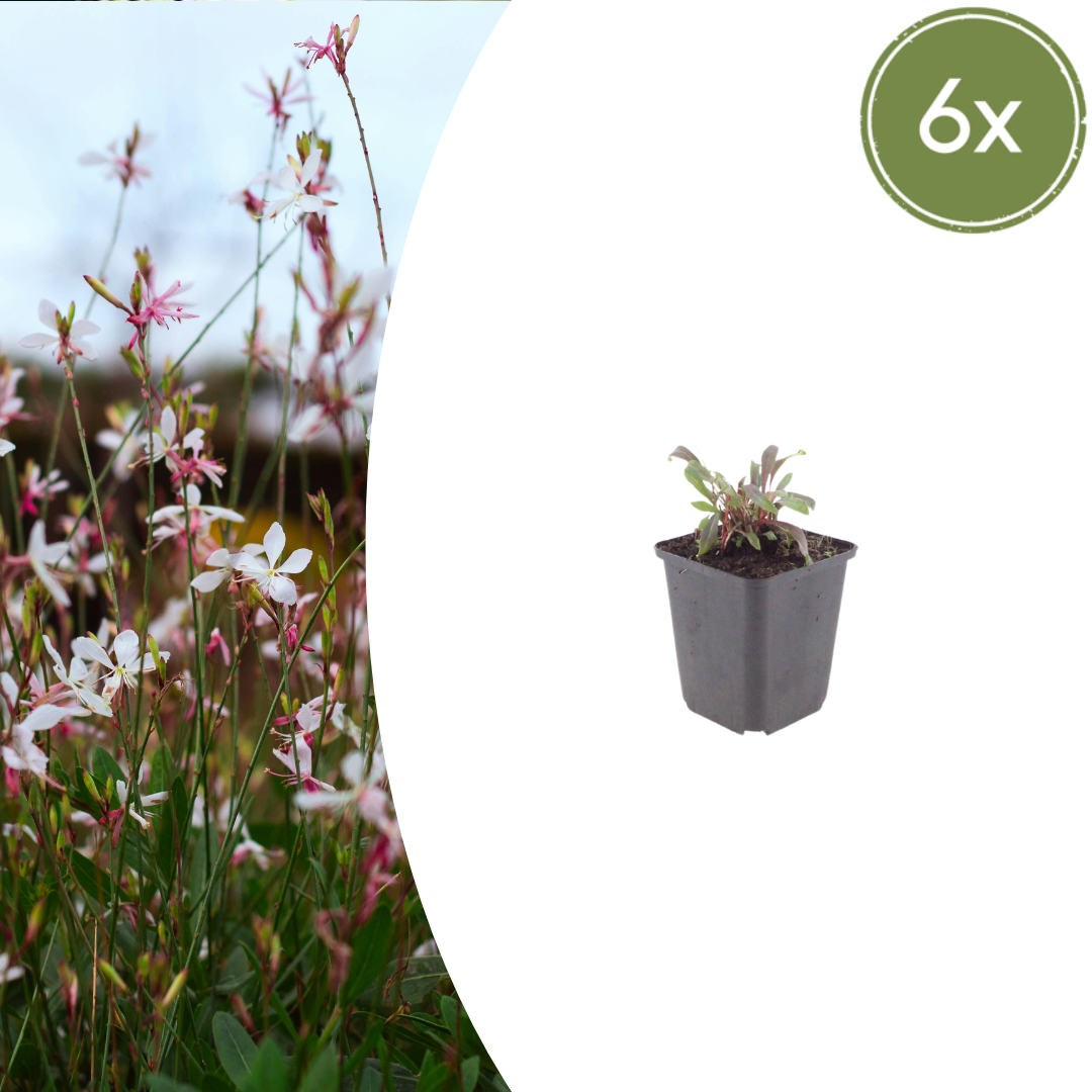 6x Gaura l. &