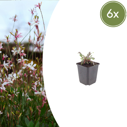 6x Gaura l. &