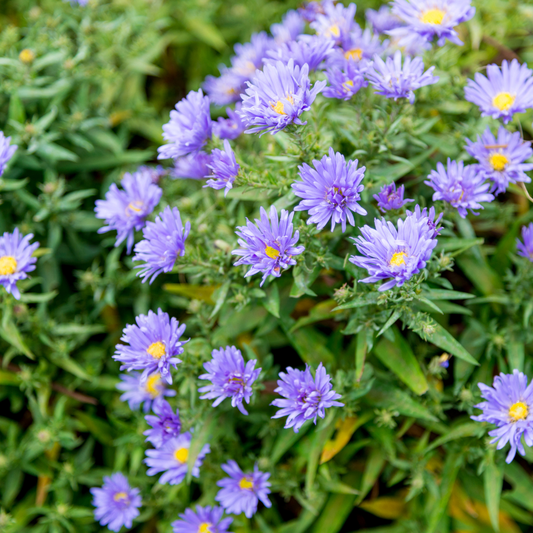 Sechs Aster frikartii &