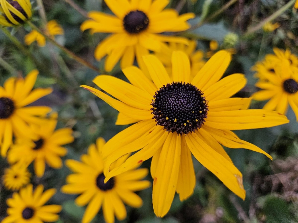 Rudbeckia fulgida ‘Goldsturm’ – 24 Pflanzen Ø 9 cm Höhe 10–25 cm – Winterharte Sonnenhut - Staude für sonnige Beete - Wurzelwerk Design