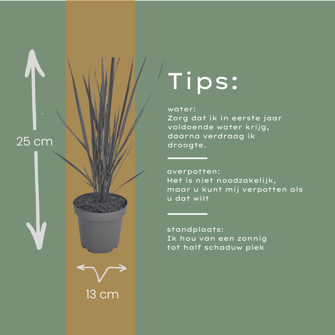 Rutenhirse Northwind kaufen | 3× Panicum virgatum, Ø 12 cm