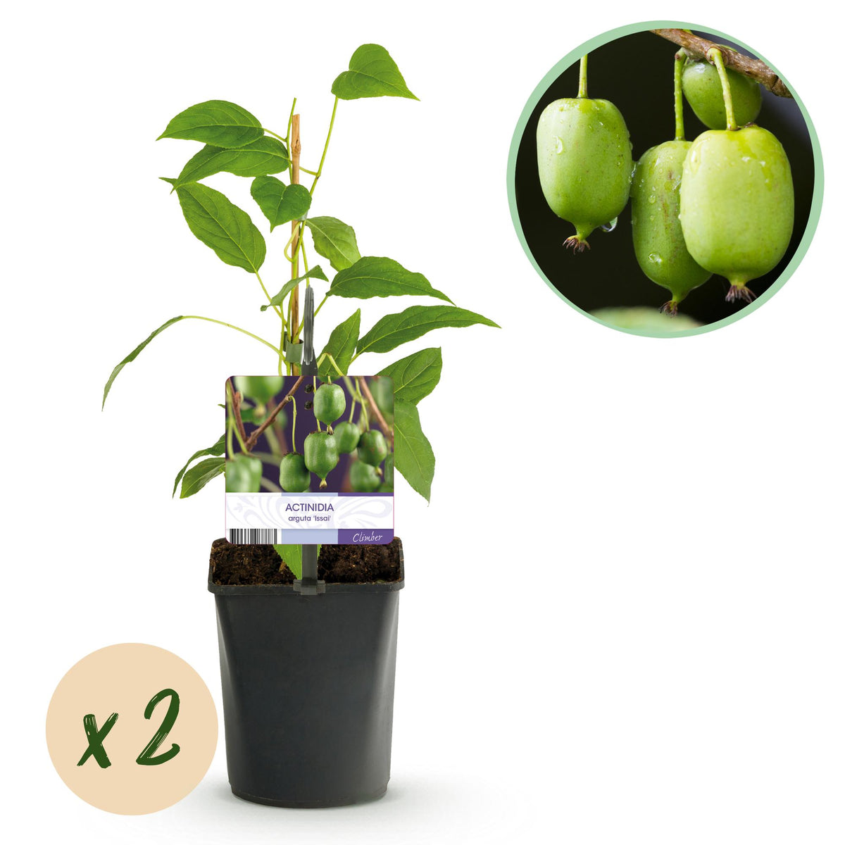 Everspring Kiwi Actinidia arguta Issai, zwei grüne Pflanzen in 11cm Töpfen, ca. 40cm hoch, frische Früchte, grüne Blätter