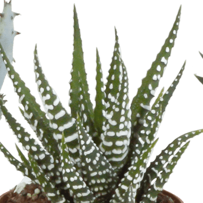 Fünf Everspring Gasteria und Haworthia Pflanzen in Terracotta-Töpfen, Durchmesser ca. 5,5 cm, grüne Sukkulenten.