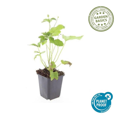 24x Anemone hybrida ‘Honorine Jobert’ – Herbst-Anemone mit weißen Blüten – Höhe 10–25 cm – Ø 9 cm