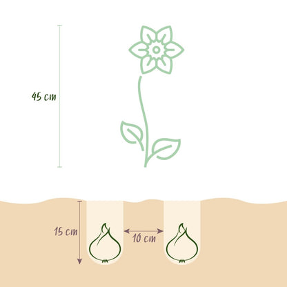 Blumenzwiebeln Narzisse Large Cupped Mix | 15 Stück Gelb &amp; Weiß – Zwiebelgröße 12/14 – XXL Pack - Wurzelwerk Design