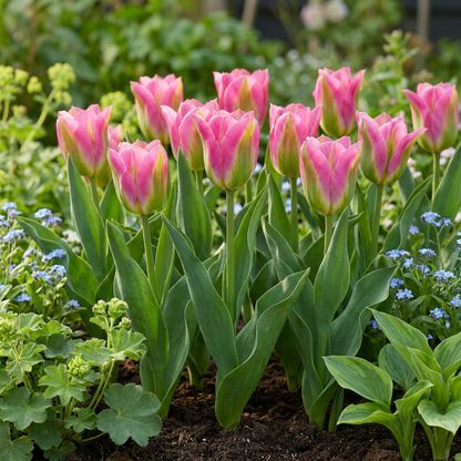 Tulpe Striped Crown – Tulipa online kaufen | 12 bis 96 Blumenzwiebeln, gestreift &amp; auffällig – Wurzelwerk Design