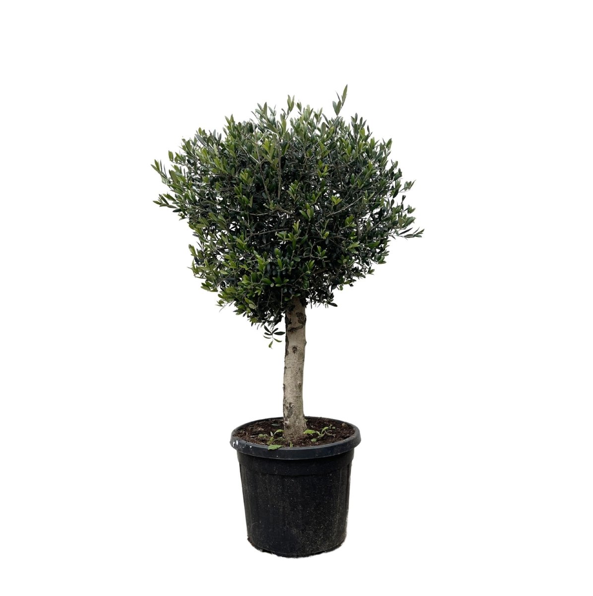 Olivenbaum kaufen – Olea europaea ‚Lorc&