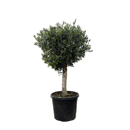 Olivenbaum kaufen – Olea europaea ‚Lorc&