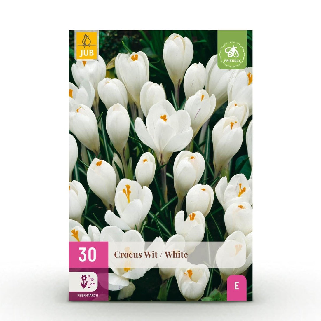 Blumenzwiebeln Crocus White | 30 Stück Weiß – Zwiebelgröße 7/8 – XXL Pack - Wurzelwerk Design