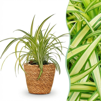 Everspring Graslilie Variegatum, Chlorophytum comosum in Topf mit Durchmesser 12 cm, haustierfreundlich, grüne und weiße Blätter