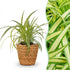 Everspring Graslilie Variegatum, Chlorophytum comosum in Topf mit Durchmesser 12 cm, haustierfreundlich, grüne und weiße Blätter