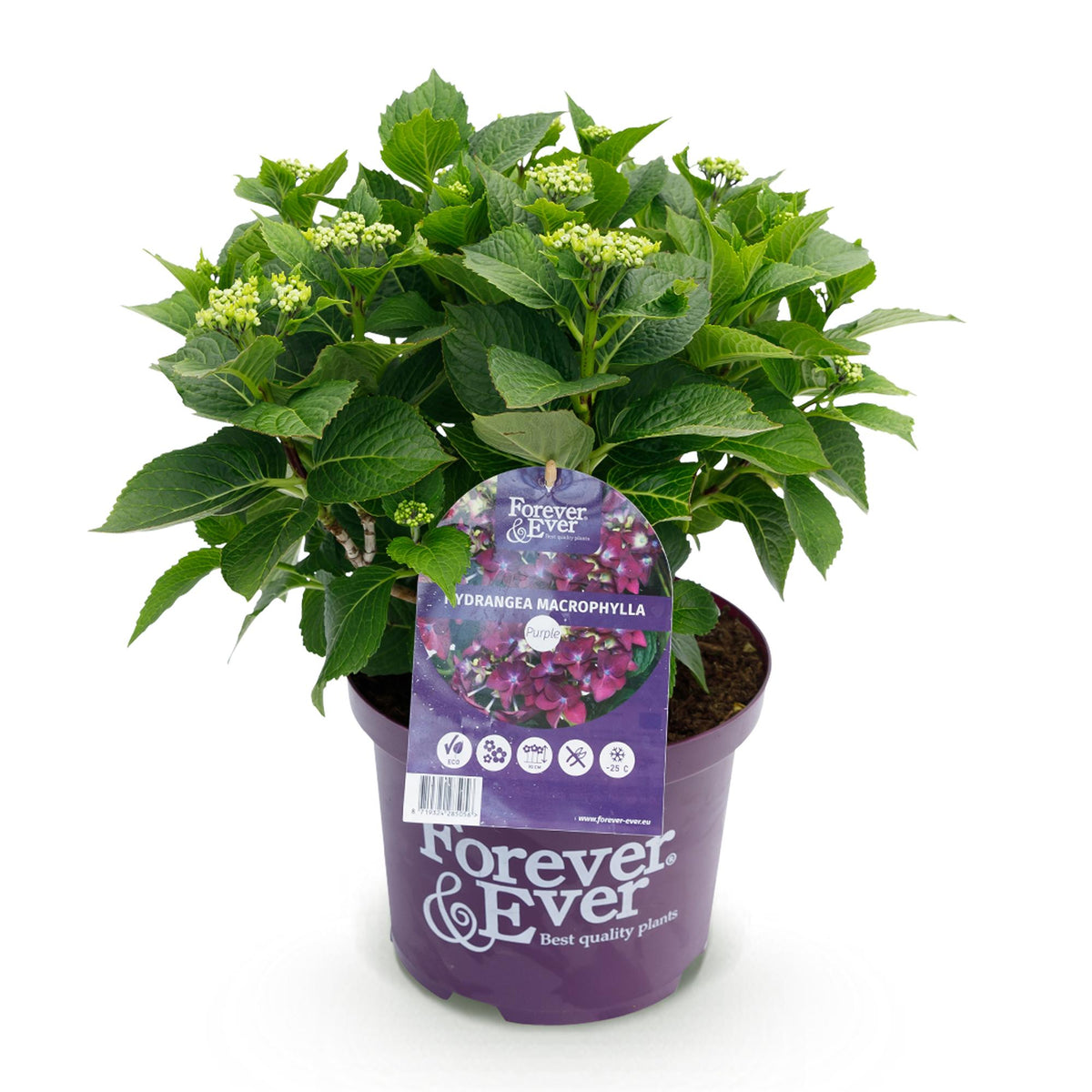 Lila Hortensie Hydrangea Forever &amp; Ever von Everspring in Topf, 23cm Durchmesser, mit 7-12 Blüten, 55cm hoch.