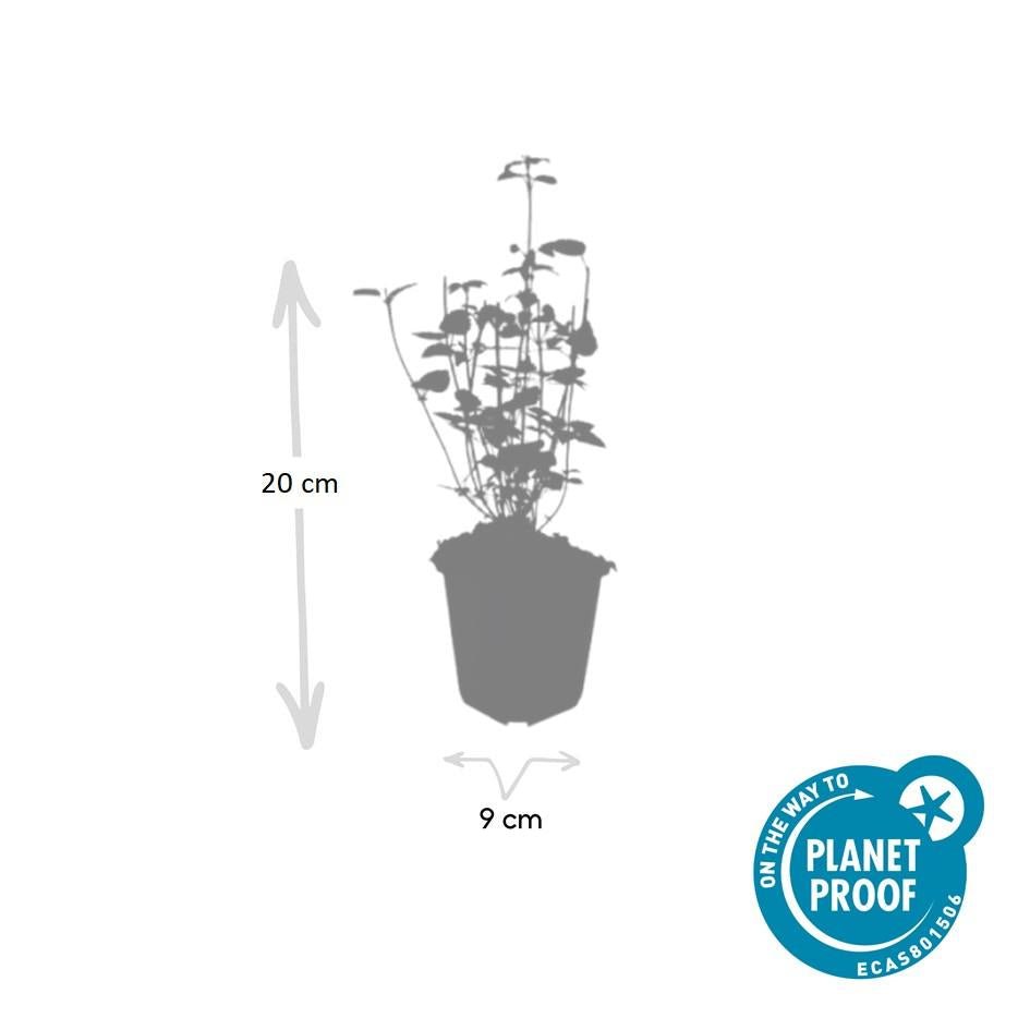 24x Agastache ‘Black Adder’ – Bienenfreundliche Duftnessel für Beete &amp; Rabatten – Höhe 10–25 cm – Ø 9 cm - Wurzelwerk Design