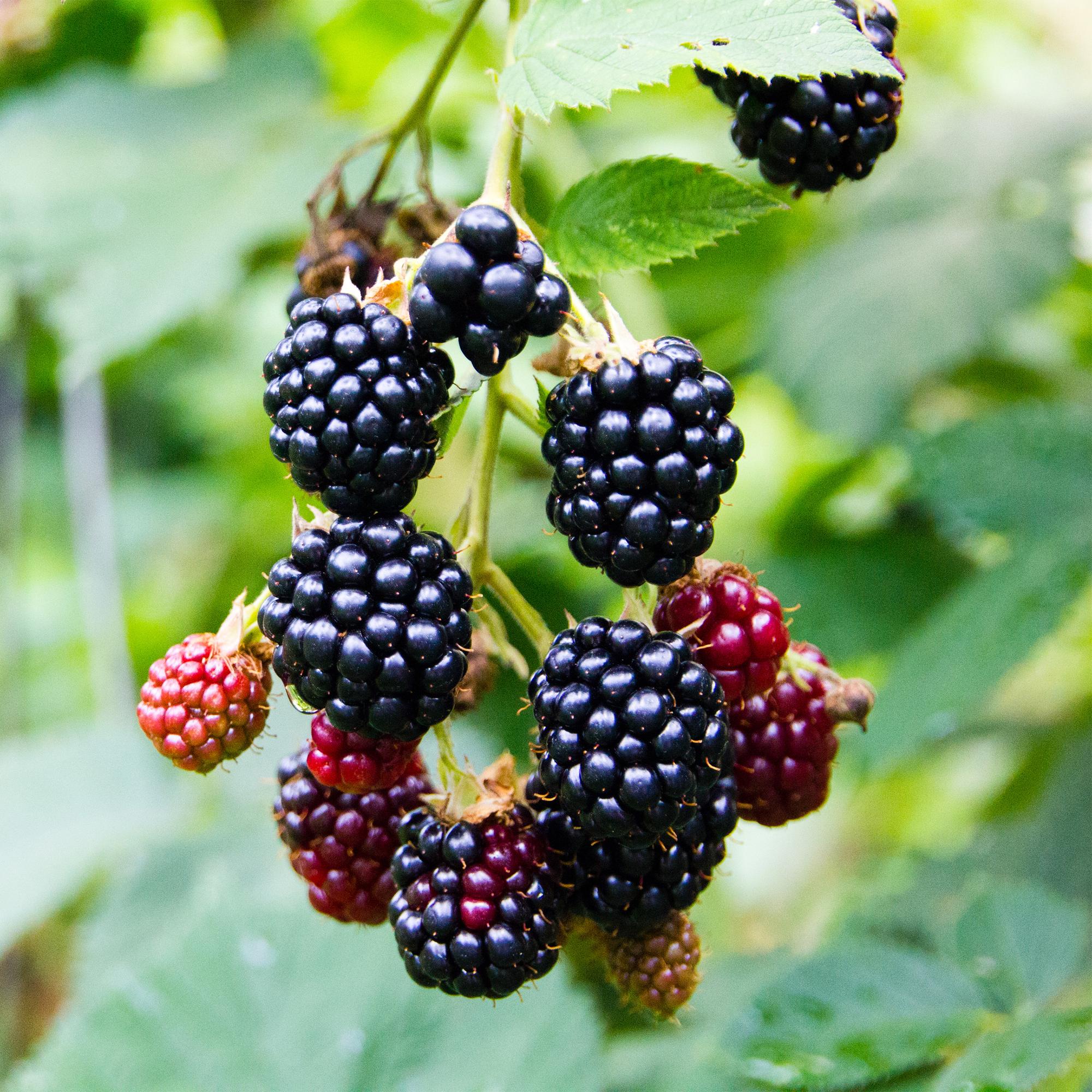 Zwei dornenlose Brombeerpflanzen Rubus fruticosus Triple Crown in Töpfen, schwarze Beeren, Höhe 40cm, von Everspring