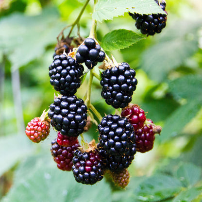 Zwei dornenlose Brombeerpflanzen Rubus fruticosus Triple Crown in Töpfen, schwarze Beeren, Höhe 40cm, von Everspring