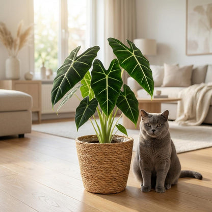 Alocasia Frydek kaufen | Elefantenohr – Topf Ø 19 cm, Höhe 60 cm