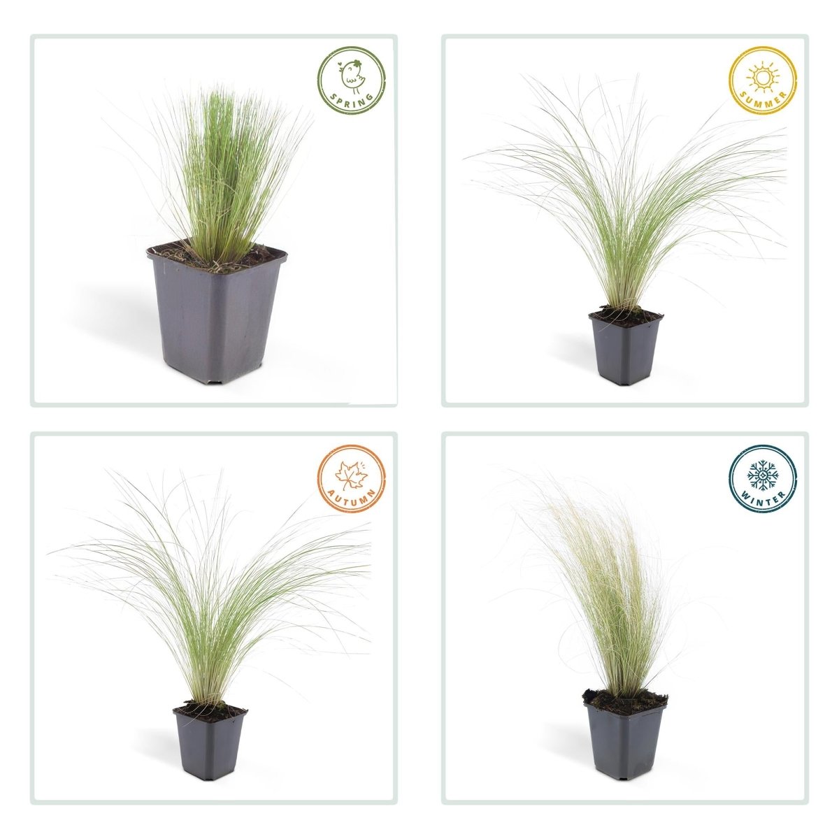 24x Stipa tenuissima ‘Ponytails’ – Mexikanisches Federgras für moderne &amp; naturnahe Beete – Höhe 10–25 cm – Ø 9 cm - Wurzelwerk Design
