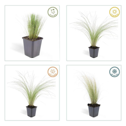 24x Stipa tenuissima ‘Ponytails’ – Mexikanisches Federgras für moderne &amp; naturnahe Beete – Höhe 10–25 cm – Ø 9 cm - Wurzelwerk Design