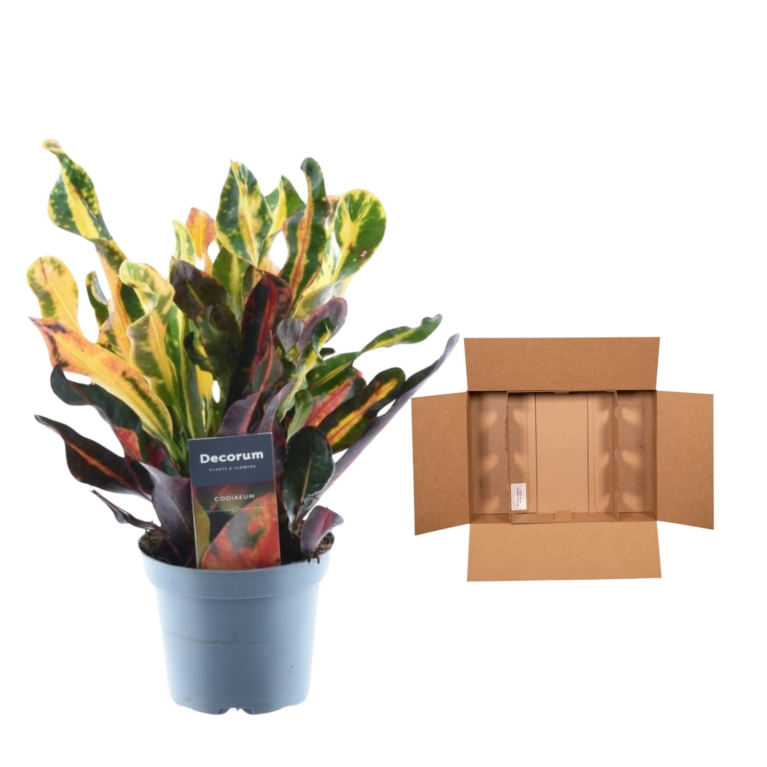Bunte Codiaeum Mammi Zimmerpflanze in 30 cm Topf, Everspring, mit bunnen, abwechslungsreichen Blättern, ideal für Innenräume