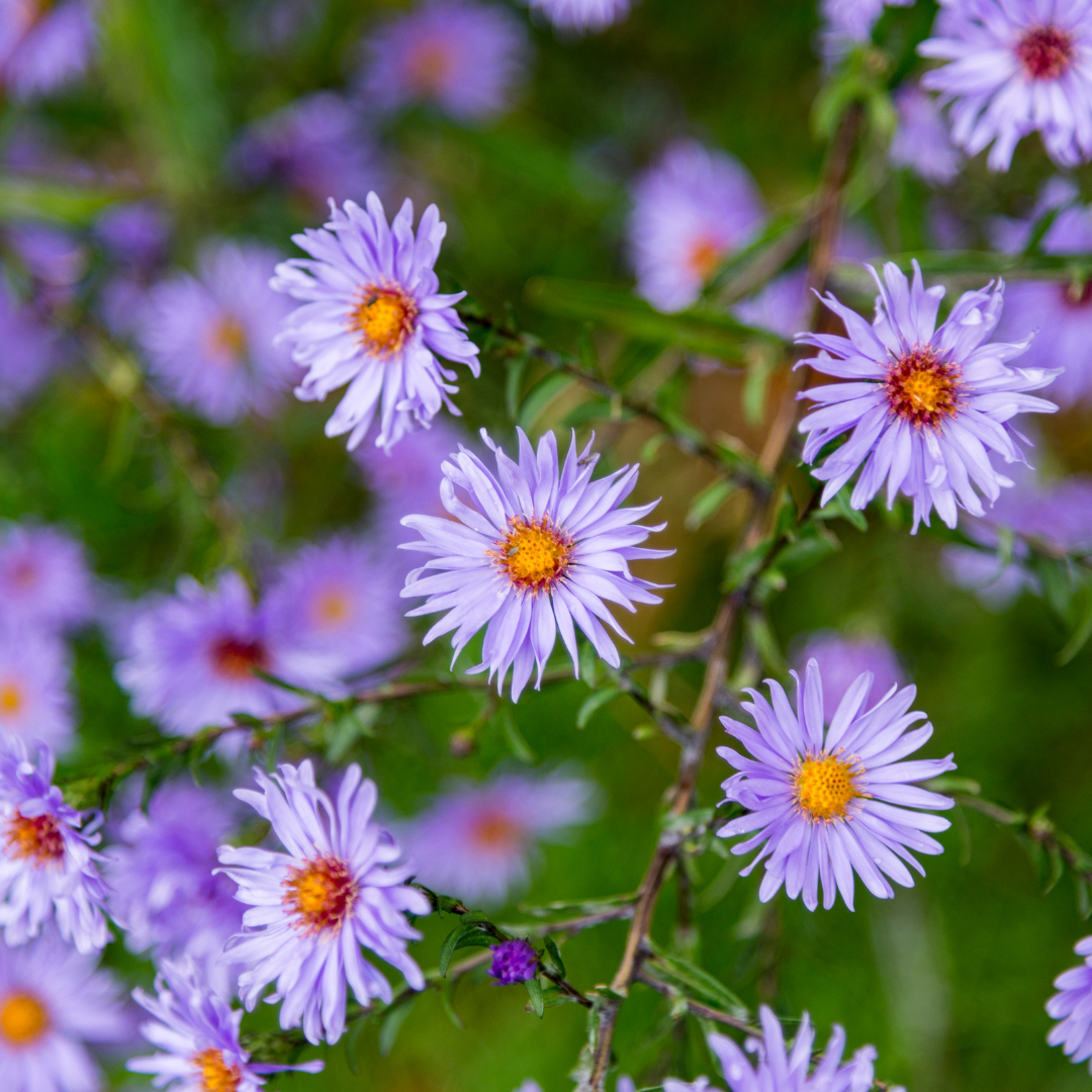Sechs Everspring Aster frikartii &