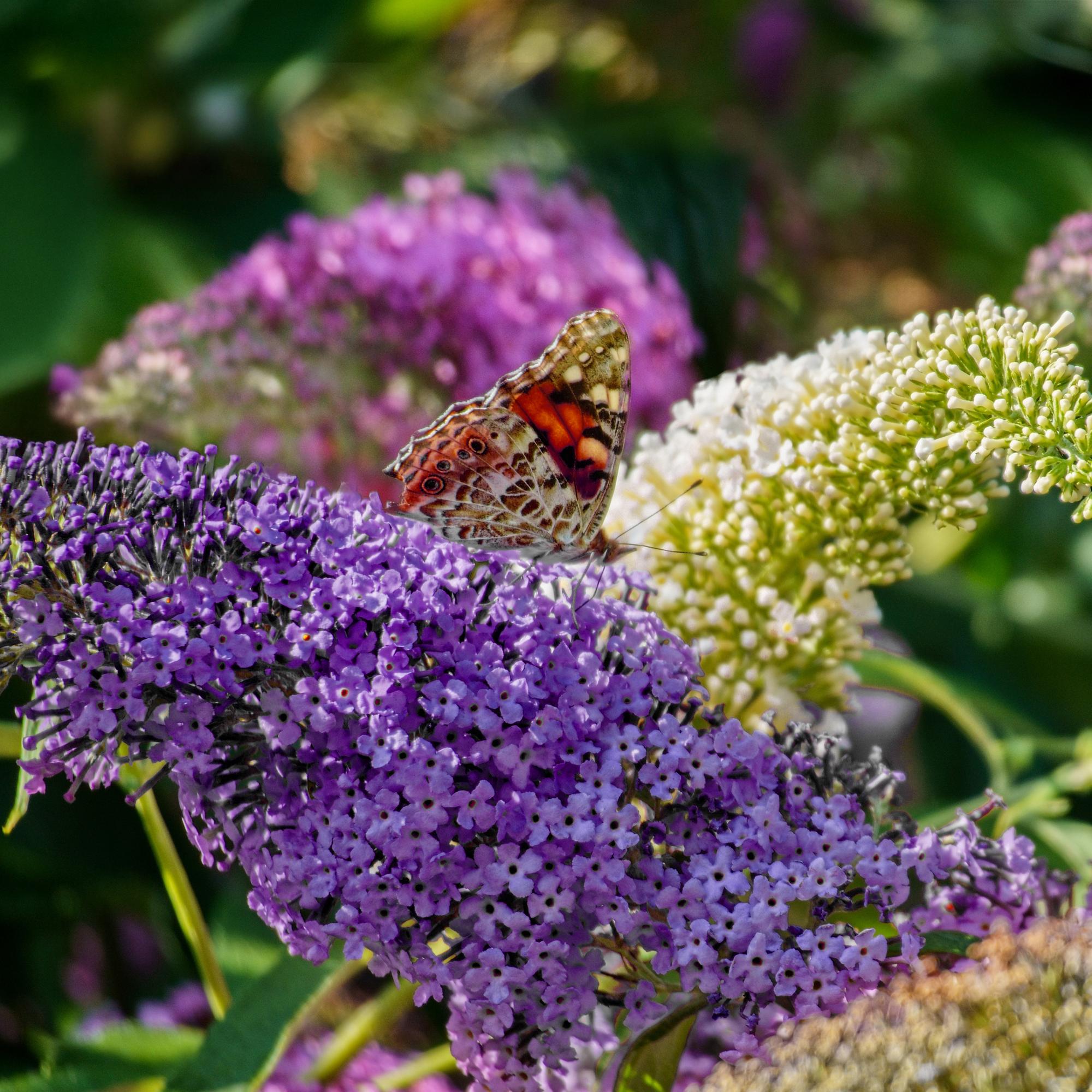 Buddleja davidii Tricolour Schmetterlingsstrauch mit rosa, weißen und lila Blüten, 3 Pflanzen im 17cm Topf, schmetterlingsanziehend