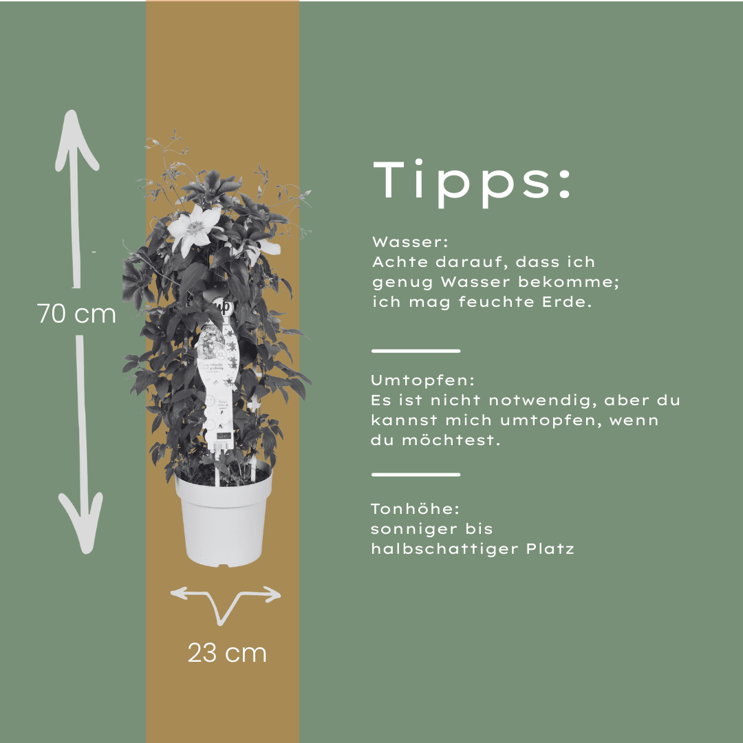Clematis Double Up kaufen | Masa + Bernadine – Topf Ø 23 cm - Wurzelwerk Design