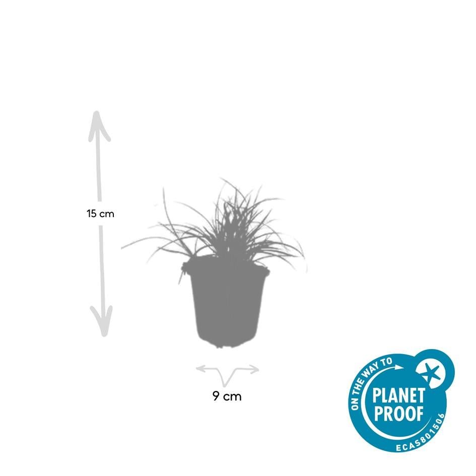 Luzula nivea – 24 Pflanzen Ø 9 cm – Schneemarbel | Wintergrünes Ziergras für Schatten &amp; Halbschatten - Wurzelwerk Design