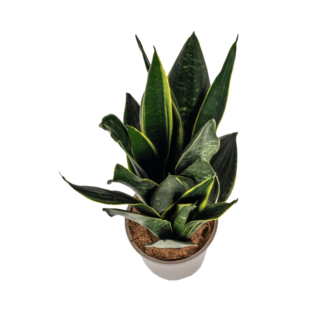 Sansevieria Futura Black – Elegante Schwiegermutterzunge - Wurzelwerk Design