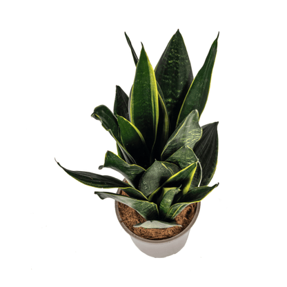 Sansevieria Futura Black – Elegante Schwiegermutterzunge - Wurzelwerk Design