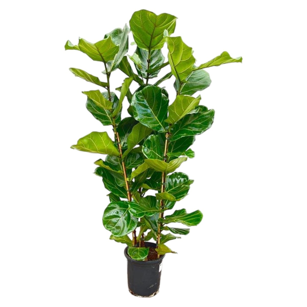 Ficus Lyrata kaufen – Geigenfeige 80–270 cm | auf Stamm - Wurzelwerk Design