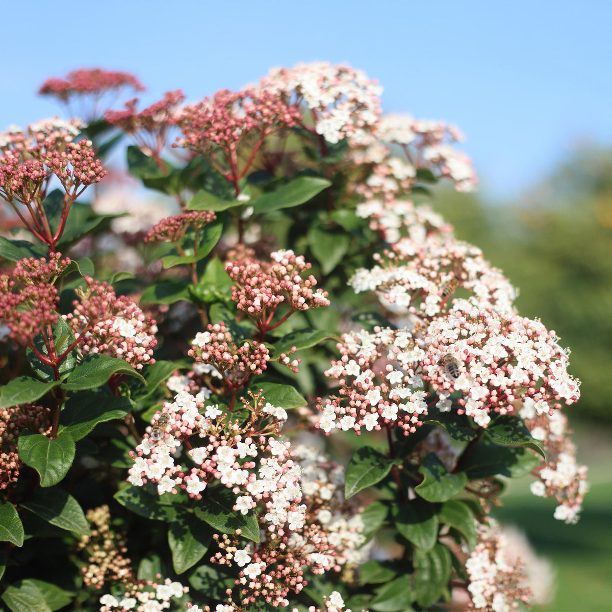 Immergrüne Viburnum tinus Pflanze in Topf, winterhart mit weißen und rosa Blüten, ca. 90cm hoch, Everspring.
