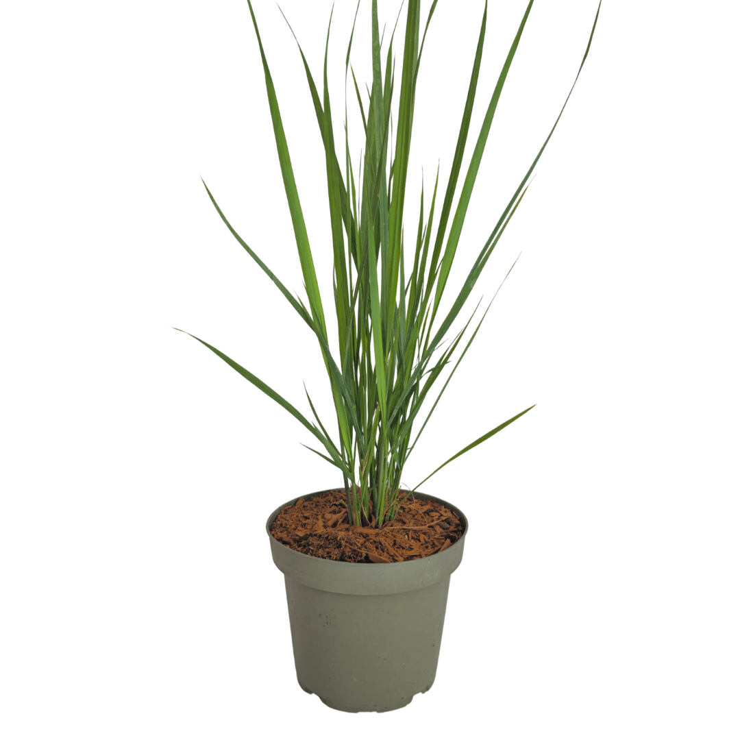Rutenhirse Northwind kaufen | 3× Panicum virgatum, Ø 12 cm - Wurzelwerk Design