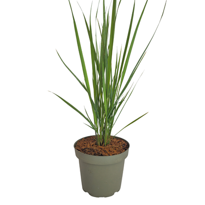 Rutenhirse Northwind kaufen | 3× Panicum virgatum, Ø 12 cm