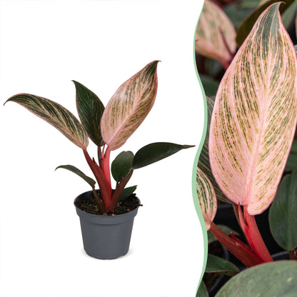 Philodendron &