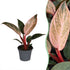 Philodendron &