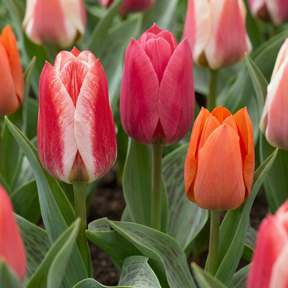 Greigii-Tulpen Mischung – Tulipa greigii online kaufen | 15 bis 320 Blumenzwiebeln, niedrig &amp; gestreiftes Laub – Wurzelwerk Design