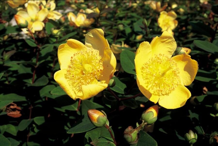 24x Hypericum dummeri ‘Peter Dummer’ – Bodendeckerpflanzen online kaufen - Wurzelwerk Design