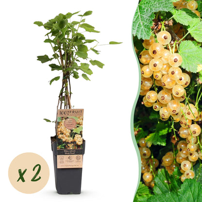 Zwei Everspring weiße Johannisbeer-Pflanzen Ribes rubrum &