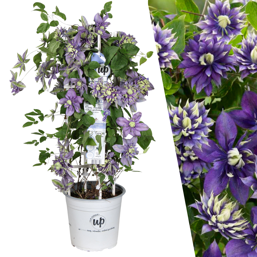 Clematis &