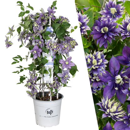 Clematis &